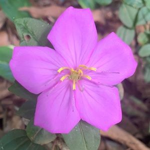 Meet your Posher, Liza